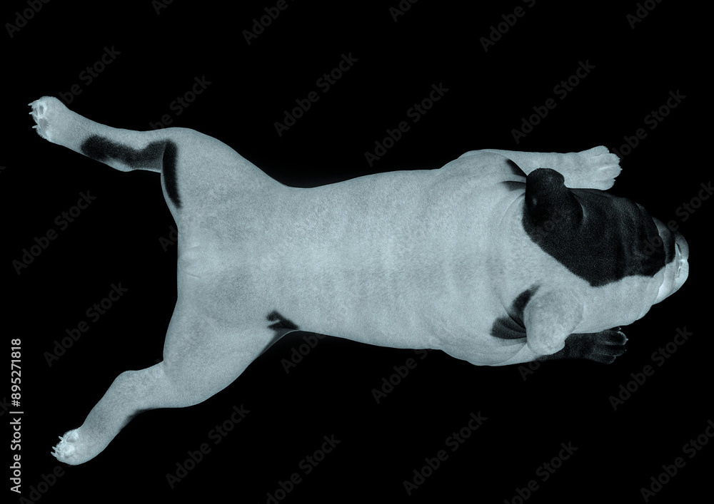 Wall mural bulldog is lying down on white background top view