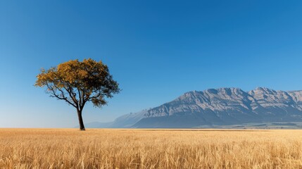Fototapeta premium A lone tree stands tall in a vast golden field with a mountain range in the background under a clear blue sky, symbolizing solitude and resilience.