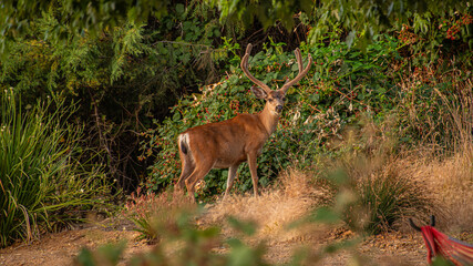 Wildlife deer looks into camera at a berry bush
