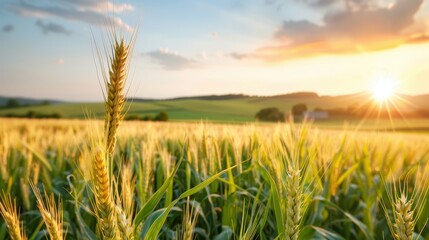 A golden wheat field basks in sunlight with rolling hills in the background, showcasing the beauty and abundance of nature during a peaceful rural day.