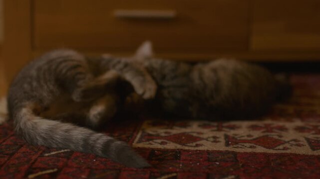 Kittens rough play on carpet funny Cinematic