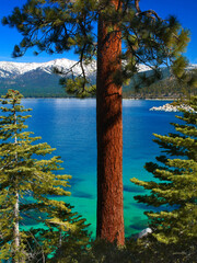 lone Ponderosa Pine east shore Lake Tahoe