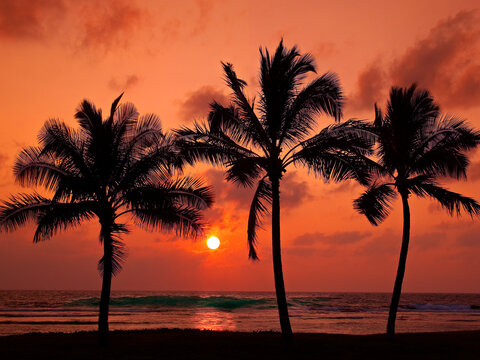 Hawaiin palm trees with setting sun orange sunset