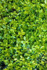 Close-Up of Lush Green Leaves