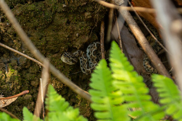 Fototapeta premium Cascabel de Autlan