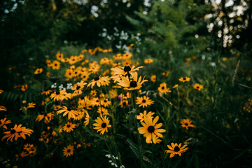 grass and flowers