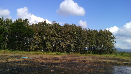 field, tree, grass, sky, garden