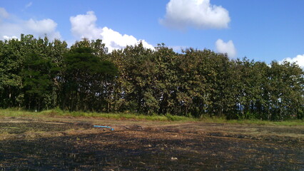 field, tree, grass, sky, garden