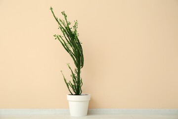 Big cactus near beige wall in room