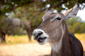 portrait of wildlife