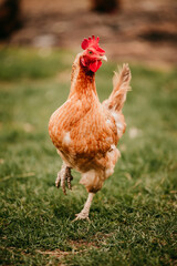 range chicken on the farm