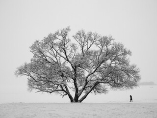Huge snowy tree and figure of human in winter