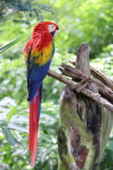 blue and yellow macaw