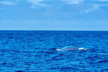 The Top and Dorsal Fin of a Fin Whale Swimming in the Pacific Ocean