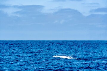 Fototapeta premium The Top and Dorsal Fin of a Fin Whale Swimming in the Pacific Ocean