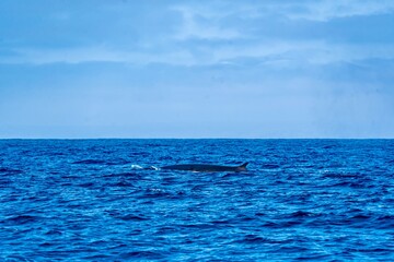 Fototapeta premium The Top and Dorsal Fin of a Fin Whale Swimming in the Pacific Ocean
