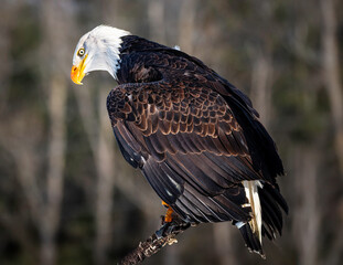 Bald Eagle perched on a branch