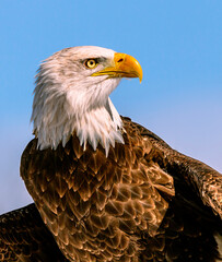 A portrait of an American Bald Eagle