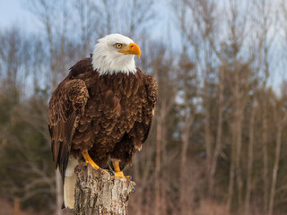  A Bald Eagle perched in front of the leafless autumn forest  in Southern Ontario, Canada.