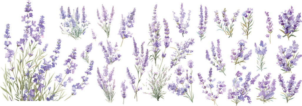 lavender watercolor clipart
