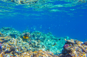 fish and coral for summer sea background