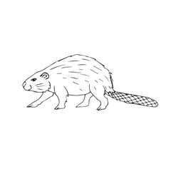 Vector hand drawn sketch doodle outline beaver isolated on white background