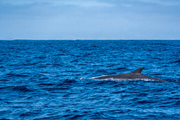 Fototapeta premium The Top and Dorsal Fin of a Fin Whale Swimming in the Pacific Ocean