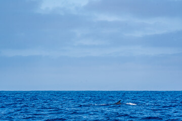Fototapeta premium The Top and Dorsal Fin of a Fin Whale Swimming in the Pacific Ocean
