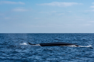 Fototapeta premium The Top and Dorsal Fin of a Fin Whale Swimming in the Pacific Ocean