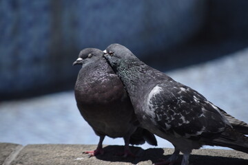 Paloma acariciando a otra paloma