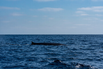 Fototapeta premium The Top and Dorsal Fin of a Fin Whale Swimming in the Pacific Ocean