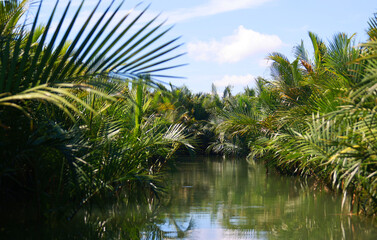 Obraz premium coconut tree jungle in the wetland of Hoi An, Vietnam
