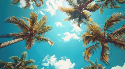 Palm trees reaching up towards blue sky. Perfect for tropical, summer, or vacation themes.