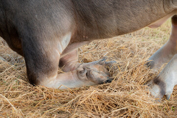 Close up ,Buffalo legs in Thailand,   leg of buffalo, water buffalo body, Life' Machine of Farmer. Original agriculture use in Thailand