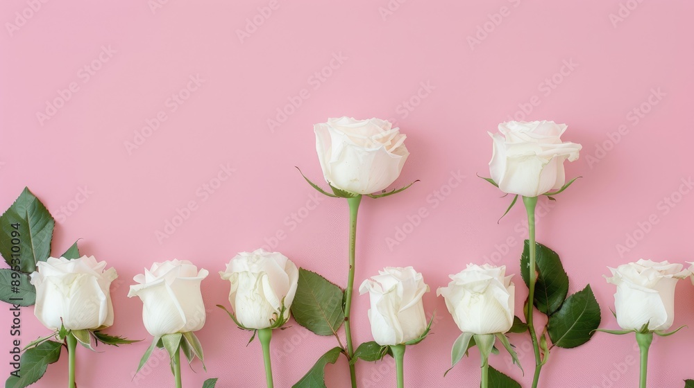 Poster white roses in a row on pink background with one standing out creamy flowers arranged with copy spac