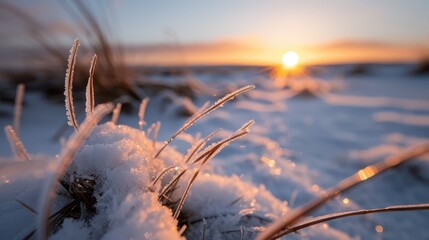 A breathtaking sunrise illuminates frosty grass blades amidst a wintry landscape, capturing the serene beauty and stillness of a snow-covered natural scene.
