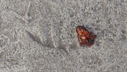 A cockroach dead upside down on the solid ground in front of the house 