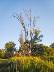 Riparian forest at sunset in summer.