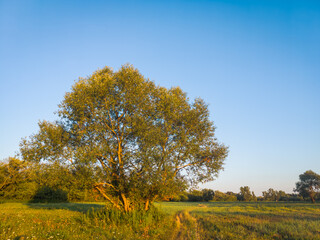 Willow tree growing in the riparian zone by the footpath in summer.