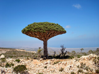 Endemic and endangered dragon blood tree of Socotra Island in the Arabian Sea
