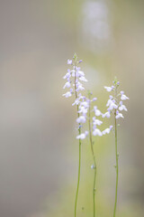 春の野に咲くマツバウンラン