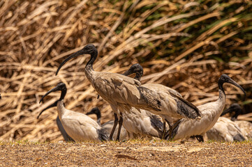 Western Australian Ibis In The Heat