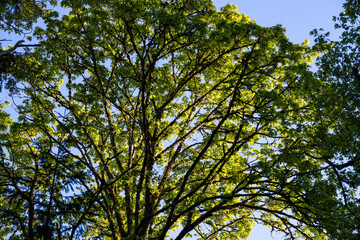 View from below of a maple tree with spring green leaves backlit by the sun and blue sky, as a nature background
