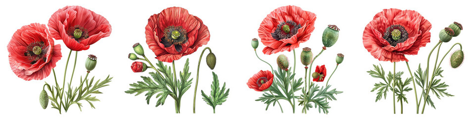 Vibrant red poppy flowers blooming gracefully, symbolizing beauty and tranquility in nature.