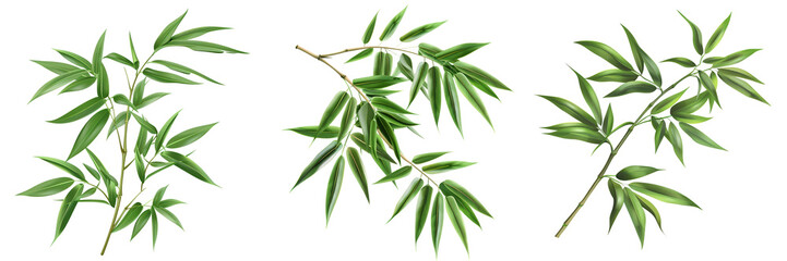 Fototapeta premium A collection of green leaves showcasing intricate details and vibrant colors, perfect for nature-themed designs and backgrounds.