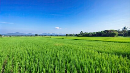 Wide expanse of natural green rice fields under a clear blue sky, Nature, rural, agriculture, landscape, farm, crop