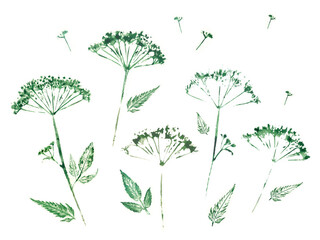 Watercolor drawing of dried wildflowers. Monochrome.