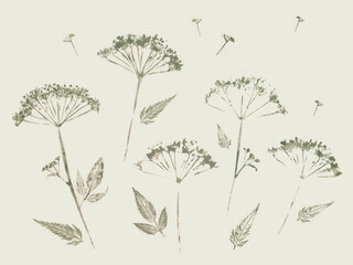 Watercolor drawing of dried wildflowers. Monochrome.