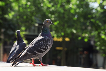 Pigeons on pavement outdoors, closeup