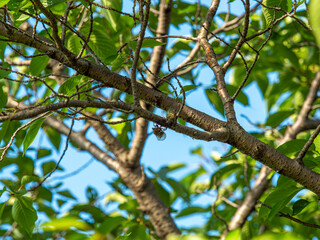 新緑の鮮やかな桜の木とクマゼミ